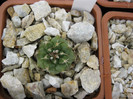 Turbinicarpus alonsoi