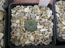 Lophophora williamsii