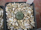 Lophophora williamsii