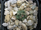 Thelocactus fossulatus