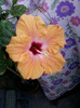 22 mai 2012-flori 046