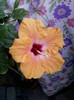 22 mai 2012-flori 048