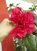 22 mai 2012-flori 049