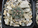 Thelocactus hexaedrophorus