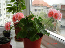 DSC03800