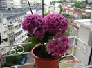 DSC03807