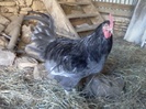 coq de limousine net_ (29)