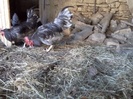 coq de limousine net_ (30)