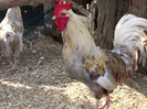 coq de limousine net_ (31)
