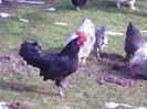 coq de limousine net_ (34)