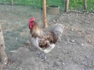 coq de limousine net_ (35)