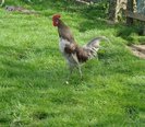 coq de limousine net_ (36)