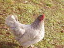 coq de limousine net_ (39)