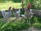 coq de limousine net_ (40)