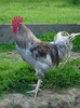 coq de limousine net_ (41)