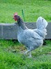 coq de limousine net_ (42)