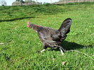 coq de limousine net_ (44)