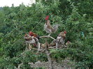 coq de limousine net_ (46)