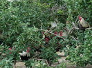 coq de limousine net_ (47)
