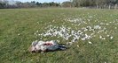 coq de limousine net_ (49)