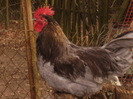 coq de limousine net_ (52)