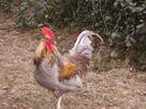 coq de limousine net_ (53)