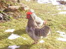 coq de limousine net_ (54)