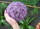 Allium Globemaster