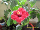 Hibiscus