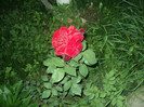 DSC04924