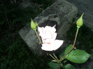 DSC04925