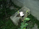 DSC04926