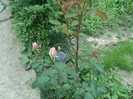 DSC04930