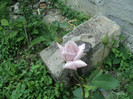 DSC04933