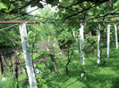 DSC04941