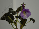 Sinningia Mark Twain
