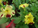 mimulus
