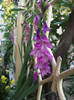 gladiole perene