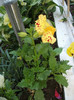 mimulus