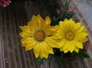 gazania