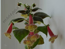 NEW - Kohleria Goliat