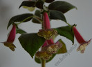 NEW - Kohleria Goliat