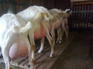 08 04 2012 006