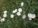 rochita randunicii