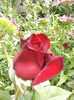 Photo0054