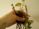 23 mai 2012-flori 004