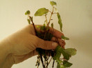 23 mai 2012-flori 007