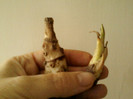 23 mai 2012-flori 006