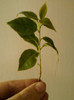23 mai 2012-flori 010