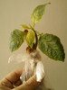 23 mai 2012-flori 015
